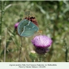 argynnis pandora daghestan male 1